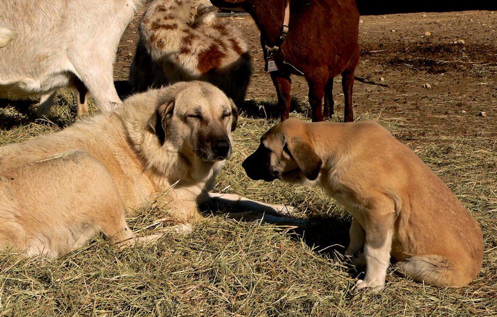 KIZIL sitting with CASE and goats