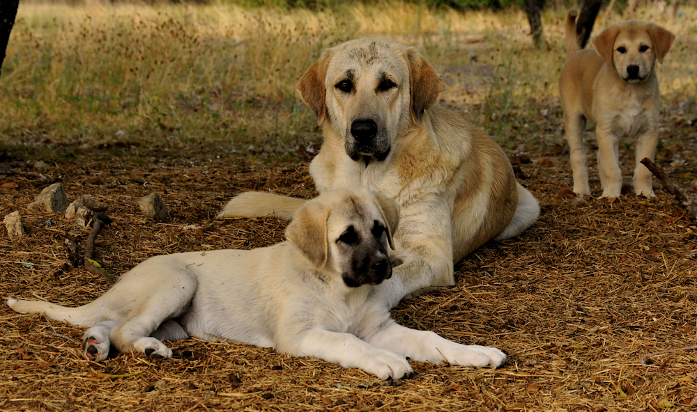 PATLICAN with KUVVET and NAZIK STANDING in pasture with goats other adults and puppies