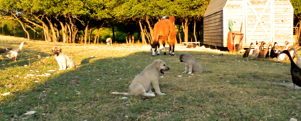 Bethany and Case Pups with ducks and llamas