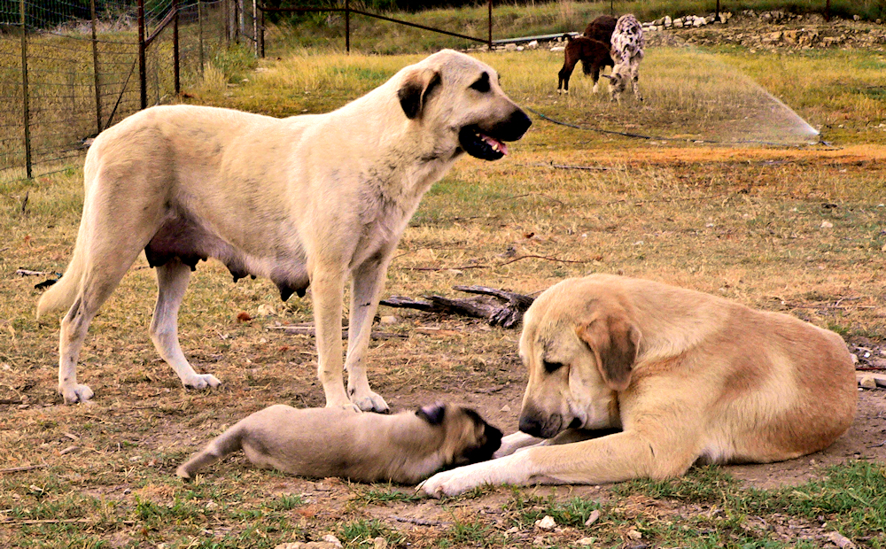 Champion Inanna Bethany Bay of Lucky Hit, Champion Lucky Hit Shadow Patlican, and puppy Champion Lucky Hit Bethany Keskin (Keskin) in pasture with other pups and adults, ducks, goat, and llamas