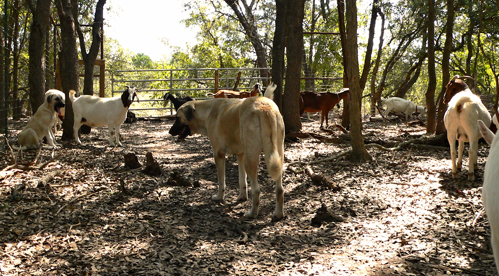 KAVHE and AYLA in pasture with goats other adults and puppies