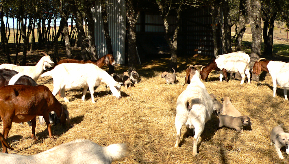 CASE x BETHANY pups at 5 weeks on December 13, 2009, with goats other adults- with goats for 2+ weeks