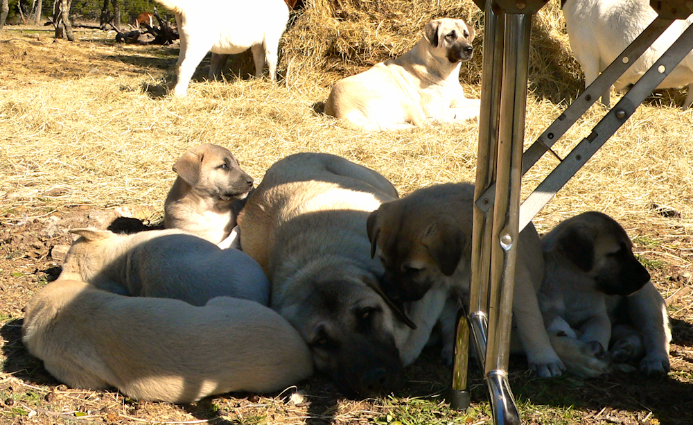 CASE x BETHANY pups on December 26, 2009, with goats and two unidentified adults