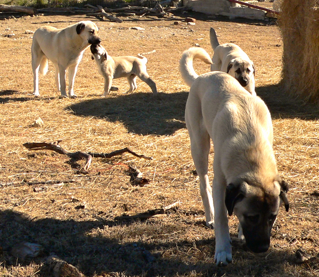 Kibar being greeted by Tupe with two of his pups, Stella and Bakim