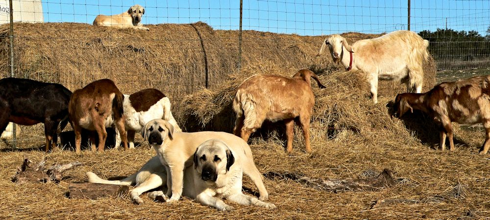 TUPE on January 16,2015 with KIZZIE and BETHANY on hay bale