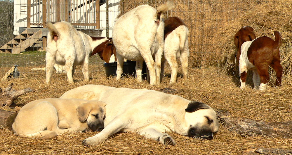 TUPE on January 16, 2015, sleeping securely with his grandmother, KIZZIE