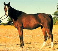 Bella BeyB - Half Arabian Mare