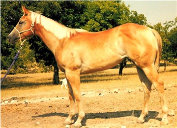 Blon Dee Bars Peppy as a yearling