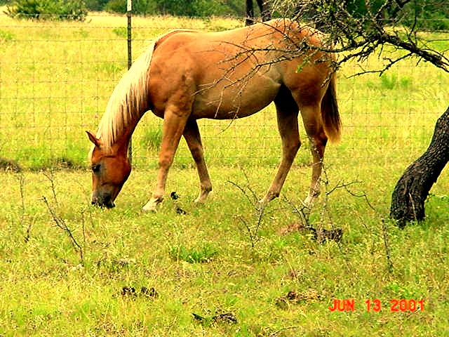 [BlonDee in Pasture at Lucky Hit Ranch in Summer 2001]