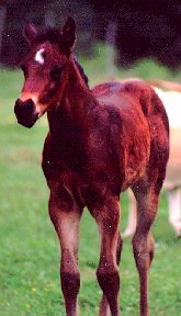 Seder as a young colt