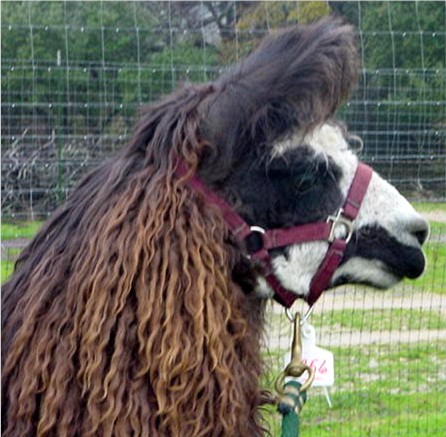 Mister Belafonte - Dark Brown/Black male with White Facial 
				 markings and single fibered, silky, drapy, wavy Suri fleece