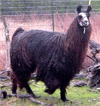 Mister Belafonte - Dark Brown/Black male with White Facial 
				 markings and single fibered, silky, drapy, wavy Suri fleece