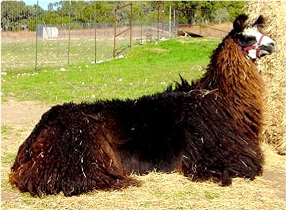 Mister Belafonte - Dark Brown/Black male with White Facial 
				 markings and single fibered, silky, drapy, wavy Suri fleece