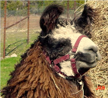 Mister Belafonte - Dark Brown/Black male with White Facial 
				 markings and single fibered, silky, drapy, wavy Suri fleece