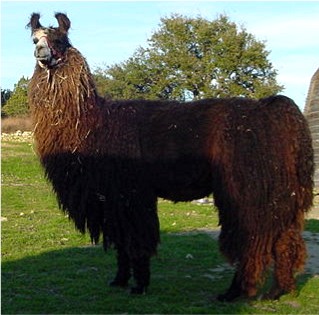 Mister Belafonte - Dark Brown/Black male with White Facial 
				 markings and single fibered, silky, drapy, wavy Suri fleece