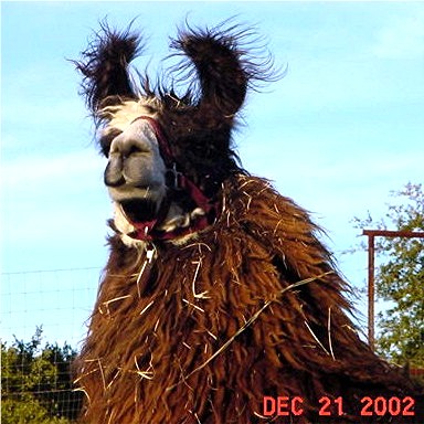 Link to Llama Sires Page