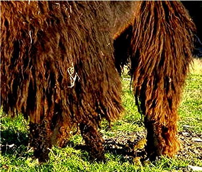 Mister Belafonte - Dark Brown/Black male with White Facial 
				 markings and single fibered, silky, drapy, wavy Suri fleece