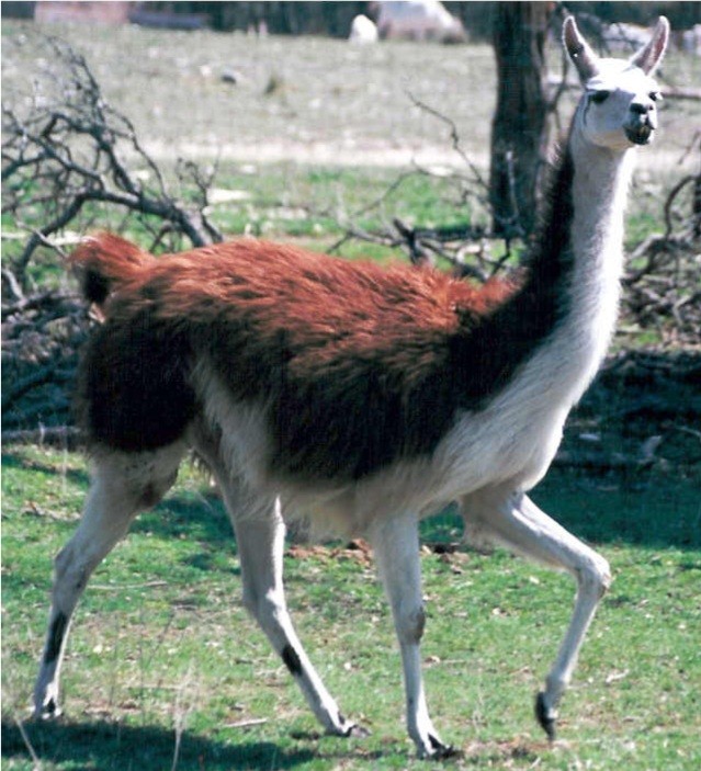 JETTS JUANITA