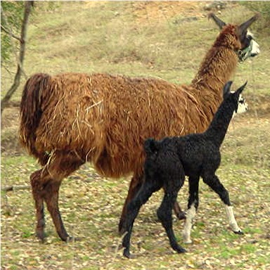Lucky Hit Catherine the Great as a cria