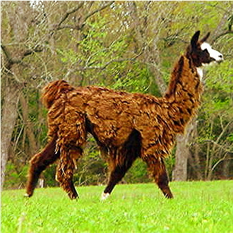 Lucky Hit Pancho Villa, November 5, 1999 Offspring of Jett's Juanita
