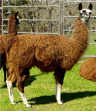 Llama Dam Lucky Hit Cleopatra Queen of Egypt at Lucky Hit Ranch