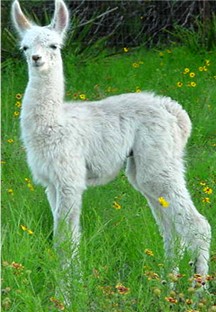 Link to Llamas For Sale Page