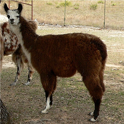 Lucky Hit Cyrus King of Persia - Beautiful brown male with white neck bib, blaze, and stockings