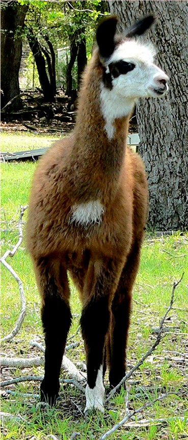 Lucky Hit Brown Badger, February 26, 2006 Offspring of Lucky Hit Catherine the Great