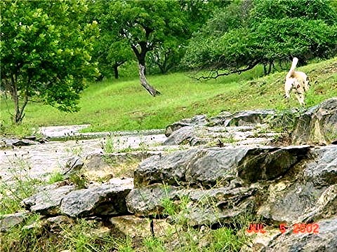 [Spring fed creek at Lucky Hit Ranch, Leander, Texas - July 5, 2002]