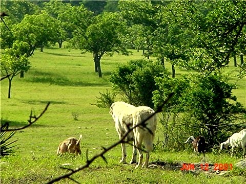 [Looking East at Lucky Hit Ranch, Leander, Texas - June 12, 2001]