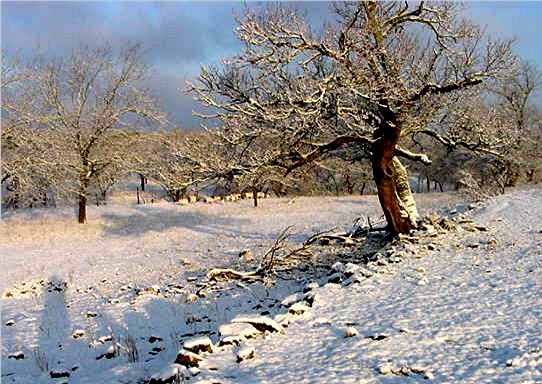 Mulberry tree after a rare snowfall at Lucky Hit