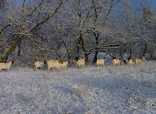 Boer goats after a rare snowfall at Lucky Hit