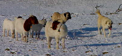 Goats and Anatolians at Lucky Hit Ranch