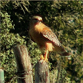 CEDAR ROCK KEPLER - PWA - PROVEN WORKING GUARDIAN ANATOLIAN MALE