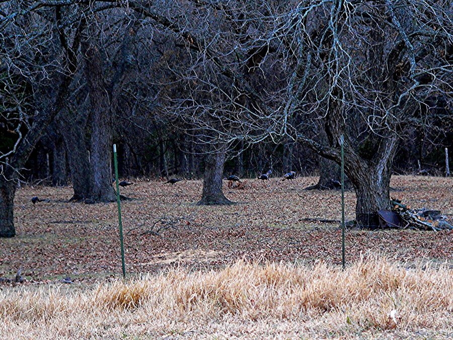 Wild turkey and Pecan Trees at Lucky Hit