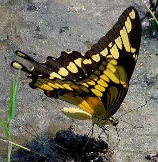 Butterfly at Lucky Hit Ranch