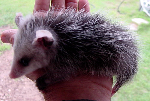 Orphan Opossum at Lucky Hit Ranch