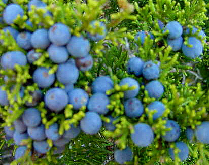 Juniper berries at Lucky Hit Ranch
