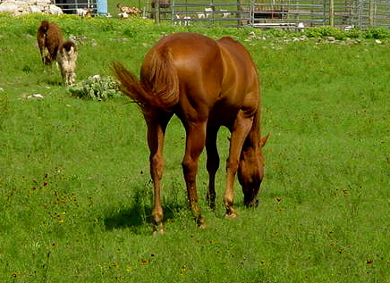 Horses at Lucky Hit Ranch