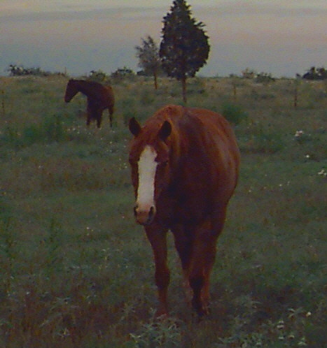 Lady and Seder at Lucky Hit Ranch