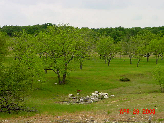Goats crossing Bingham Creek at Lucky Hit Ranch