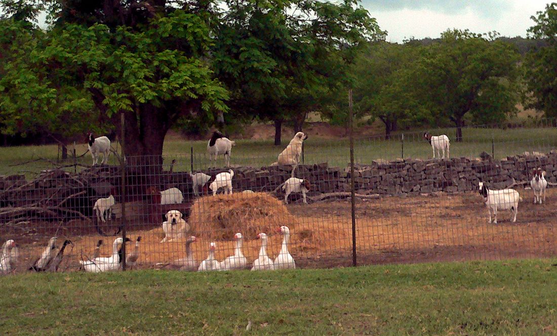 LUCKY HIT RANCH WORKING ANATOLIANS