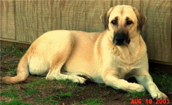 Link to Anatolian Shepherds Page