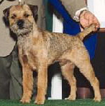 Click to return to Border Terrier Page - Shown is BIS CH Ottermask Thundering Silence (Gordon)