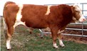 Link to Simmental Page