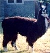 Link to Llama Page