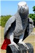 Link to Booba the African Grey Parrot Page