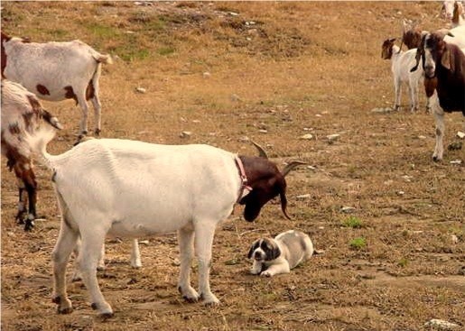 Beau demonstrating correctly submissive posture to a goat