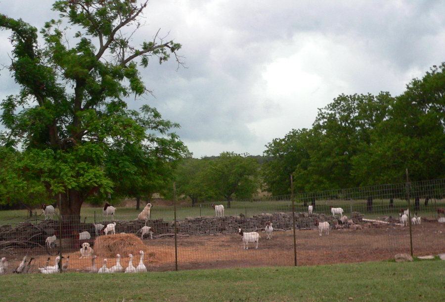 Zirva and Benek 2011 at Lucky Hit Ranch with Geese and Goats