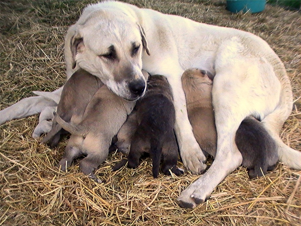 Lucky Hit's Akasma COSETTE with litter from BASARI NICODEMUS (NICO)